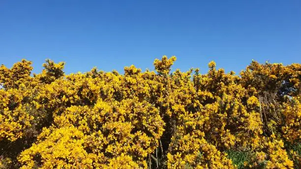 Gorse bush