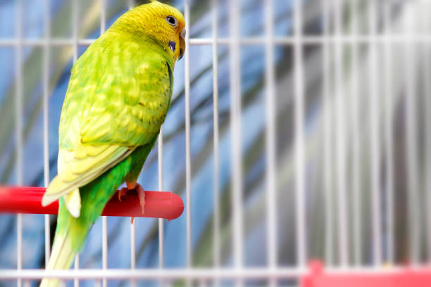 istock Yellow green wavy parrot sits in a white cage 1150727449