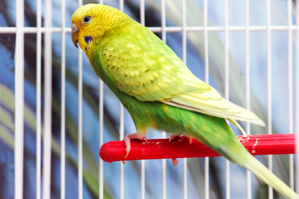 istock Yellow green wavy parrot sits in a white cage 1150727455