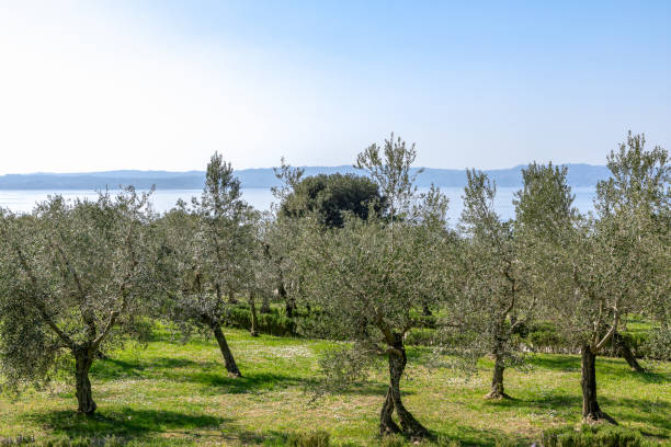 bella vista dell'ulivo sulla riva del lago di garda. sirmione, italia - oliveto foto e immagini stock