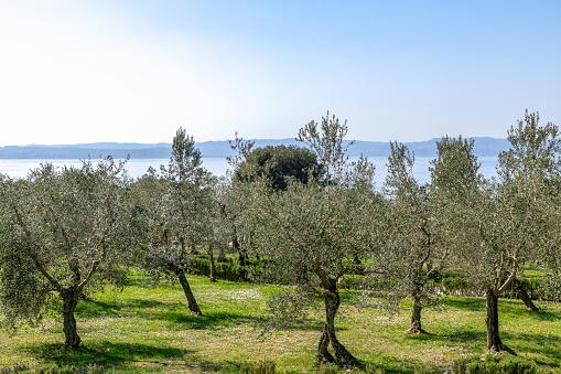 Beautiful view of the olive grove on the shore of Lake Garda. Sirmione, Italy