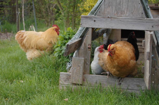 istock Three hens in an open chicken coop - the red one is stepping out. 1150728101