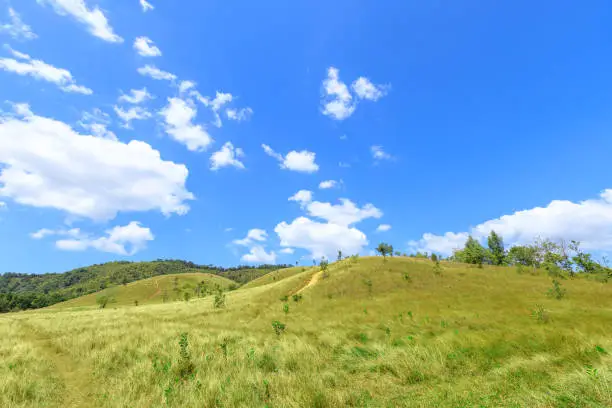 Green grass at bald hill mountain, scenic park in Ranong, Thailand
