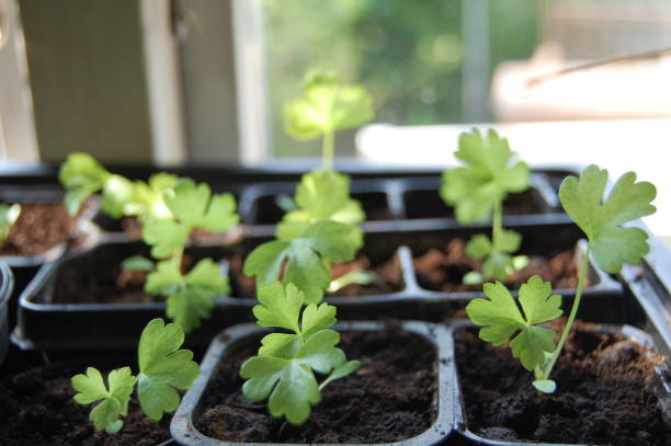 istock Small homemade celery plants in a window. 1150729828
