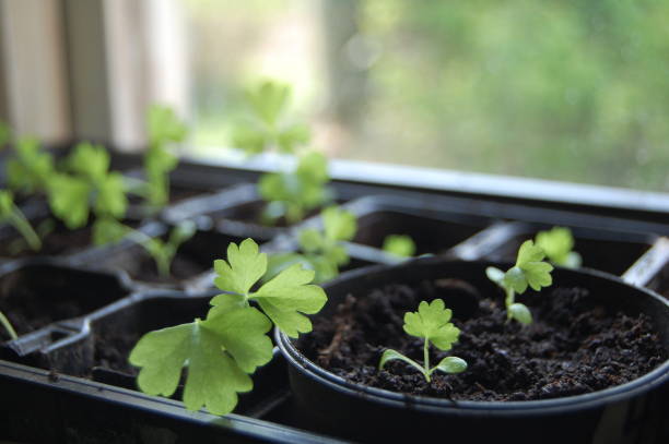 Small homemade celery plants standing in a window.