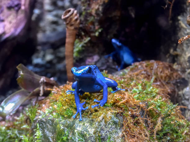 푸른 독-다트 개구리 - blue poison arrow frog 뉴스 사진 이미지