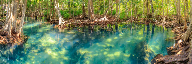 мангровые и кристально чистые каналы потока воды в tha pom klong song nam мангровых водно-болотных угодий, краби, таиланд - tha стоковые фото и изображения
