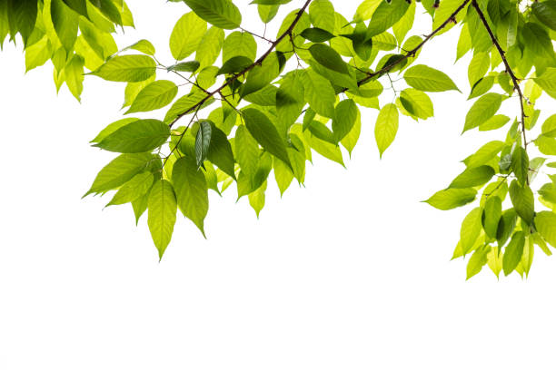 istock Green leaves branch isolated with copy space on white background 1150731717