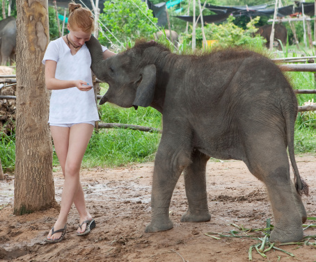 Teenager with baby elephant, delightful young animal of three month