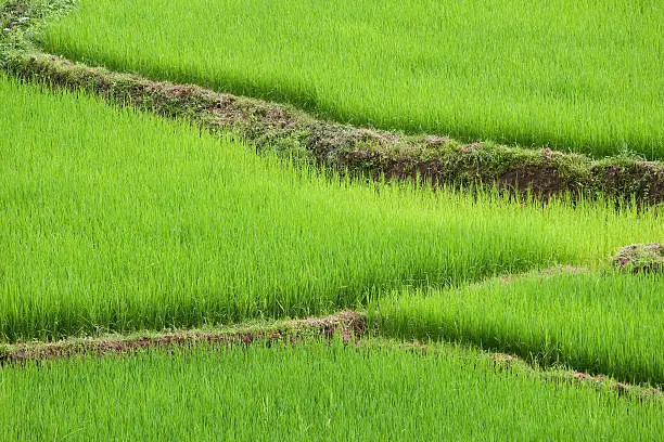 green ricefield, cultivated land in the province phongsali, Laos