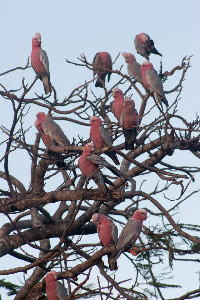 bandada de galah está sentada en un árbol en el municipio de laura, cape york queensland. - aboriginal art aborigine rock fotografías e imágenes de stock