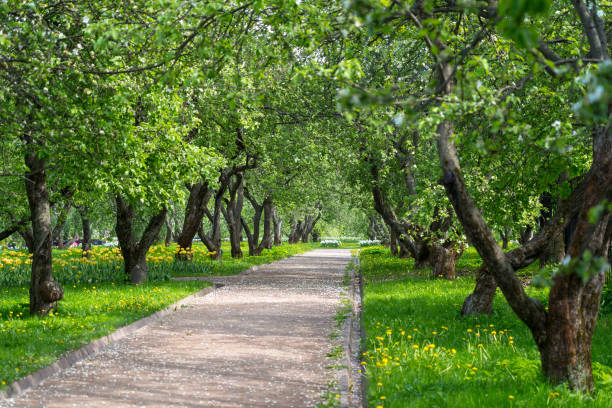 istock footpath alley in spring apple blooming garden 1150733111
