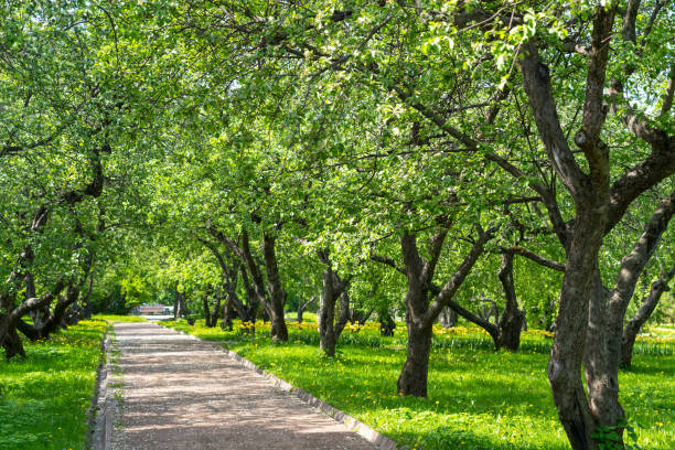 footpath alley through spring apple blooming trees