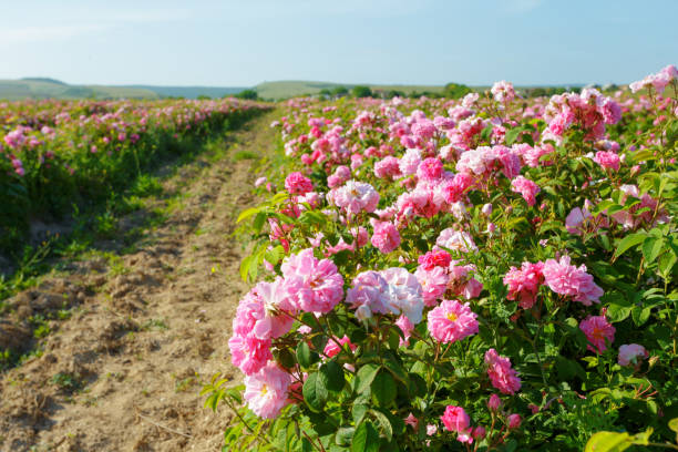 istock Field of roses 1150733138