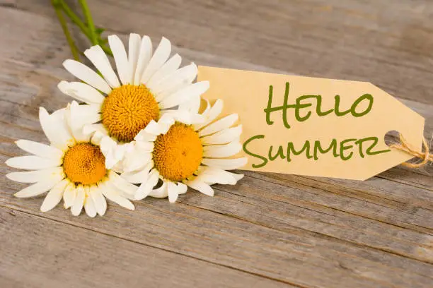 Photo of hello summer, camomile flowers on rustic wooden planks