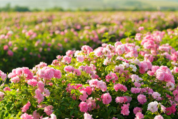 istock pink rose bush closeup on field background 1150733912