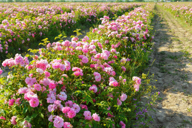 istock Field of roses 1150734813