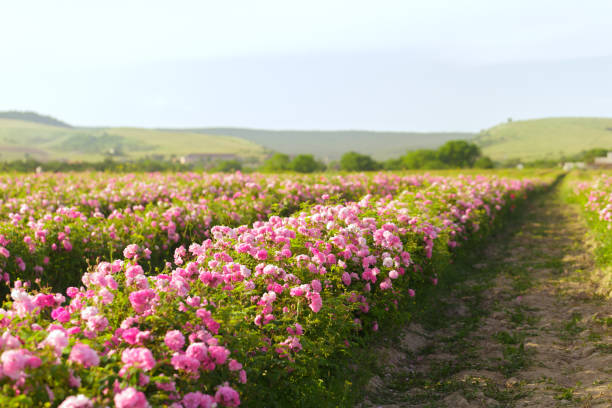 istock Field of roses 1150734876