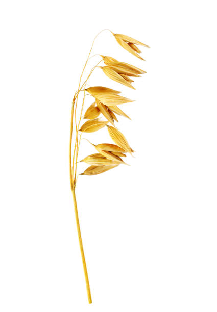 istock Ear of oats 1150735082