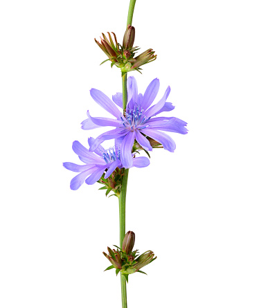 Chicory isolated on the white background