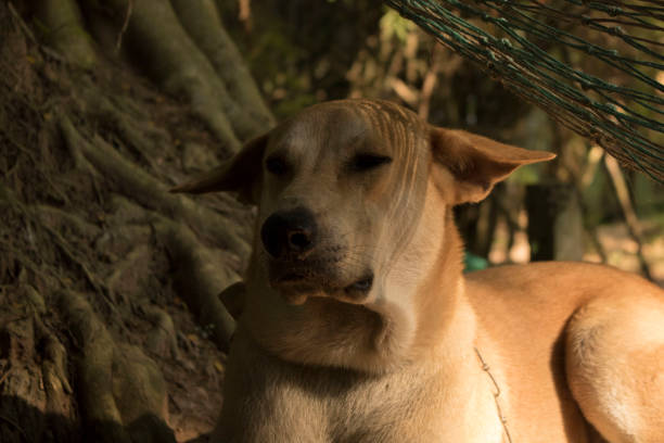 istock The handsome dog in shadow at the waterfall 1150735304