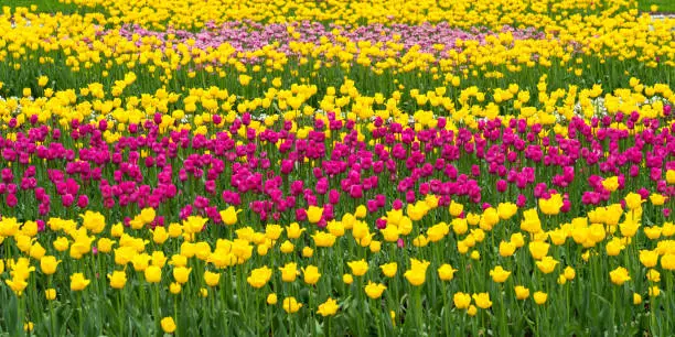 yellow, pink and purple tulips field, public park or flowers farm