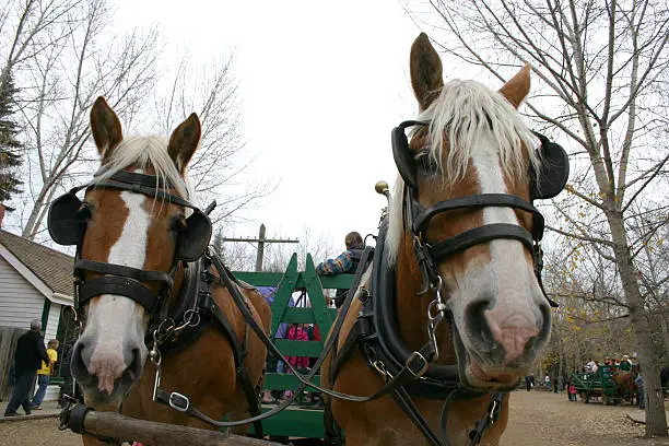 Photo of Horse Faces