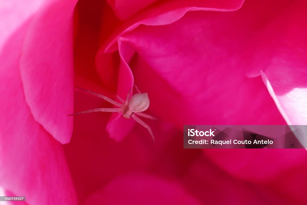 Rosa y insecto - Foto de stock de Araña libre de derechos