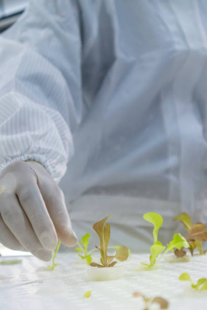 istock scientist in white clean suit with Hydroponic plant at laboratory 1150739661