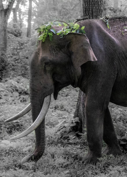 istock elephant in kabini forest in nagerhole national park, india 1150739946