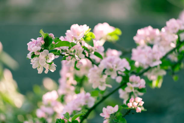 blüten auf einem ast apfelbaum im frühjahr - spring tree orchard forest stock-fotos und bilder