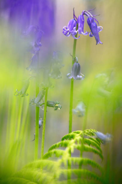 istock Violet blue bells, bluebell wild flower macro 1150740553