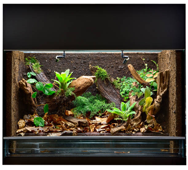 Vivarium to keep tropical jungle animals such as lizards and poison dart frogs. Vivarium to keep tropical jungle animals such as lizards and poison dart frogs. Glass tank with decoration for rain forest  pet animal. poison arrow frog photos stock pictures, royalty-free photos & images