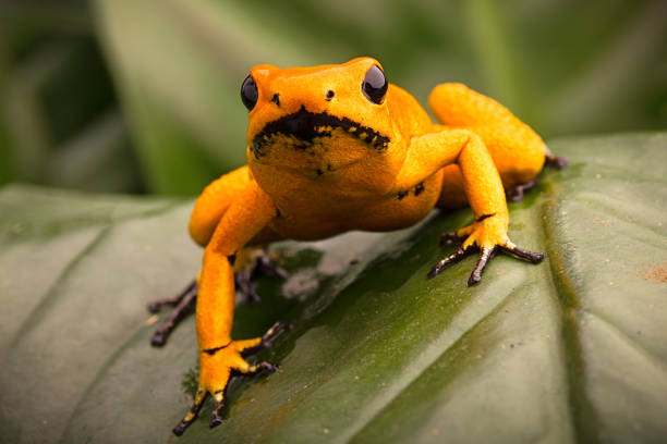 istock poison dart frog, Phyllobates terribilis orange 1150740591