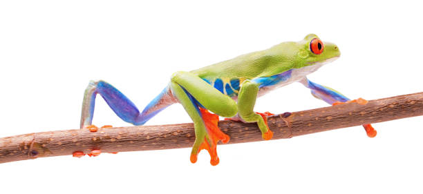 istock The red eyed monkey tree frog, Agalychnis callidryas 1150740669