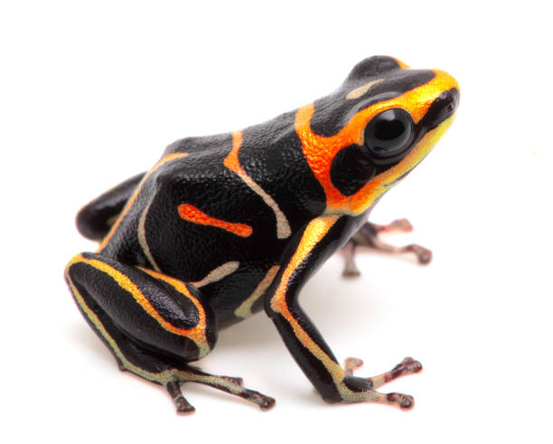 istock striped  poison dart or arrow frog, Ranitomeya fantastica 1150740683