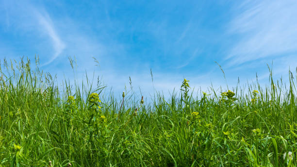 istock Fresh green grass close up and blue sky, spring and summer background with copy space 1150741027