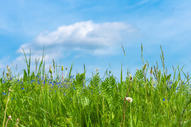 istock Fresh green grass close up and blue sky, spring and summer background with copy space 1150741107
