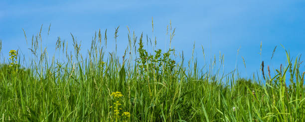istock Fresh green grass close up and blue sky, spring and summer background with copy space 1150741114