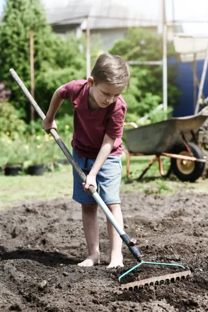 Young boy helping plant the garden
