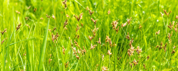 istock Beautiful natural background - fresh bright grass with panicles 1150742197