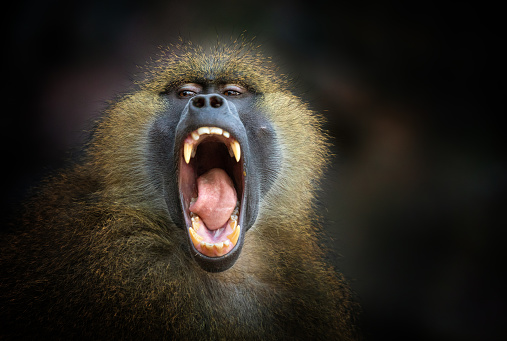 Front view of a screaming Guinea baboon.