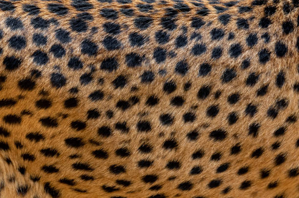 Close shot of a cheetah coat.