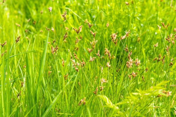 istock Beautiful natural background - fresh bright grass with panicles 1150742236