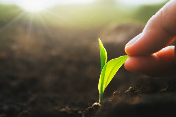istock hand holding sapling corn in farm with sunset. concept agriculture 1150742713