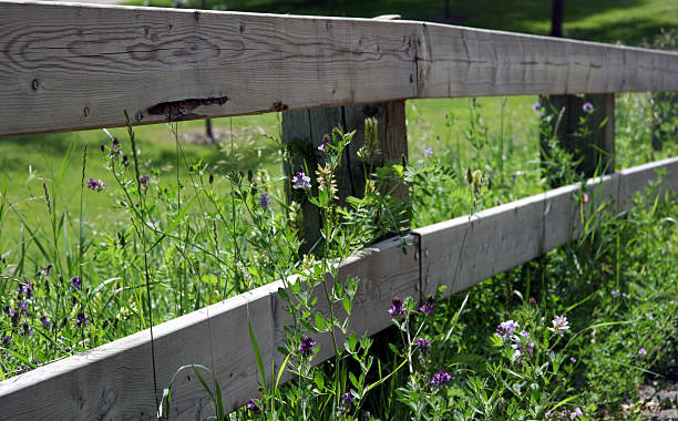 istock Wooden Fence and weeds 115074276