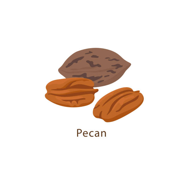 평면 디자인에 흰색 배경 벡터 일러스트 레이 션에 고립 된 피칸 너트. - pecan nut isolated protein stock illustrations