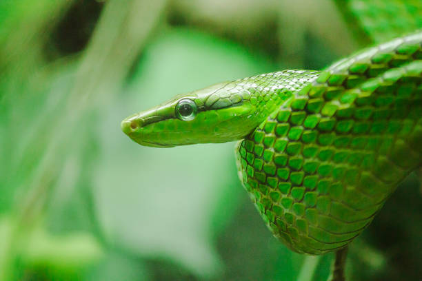 istock Rat Tailed Ratsnake The body and head are green. 1150744166