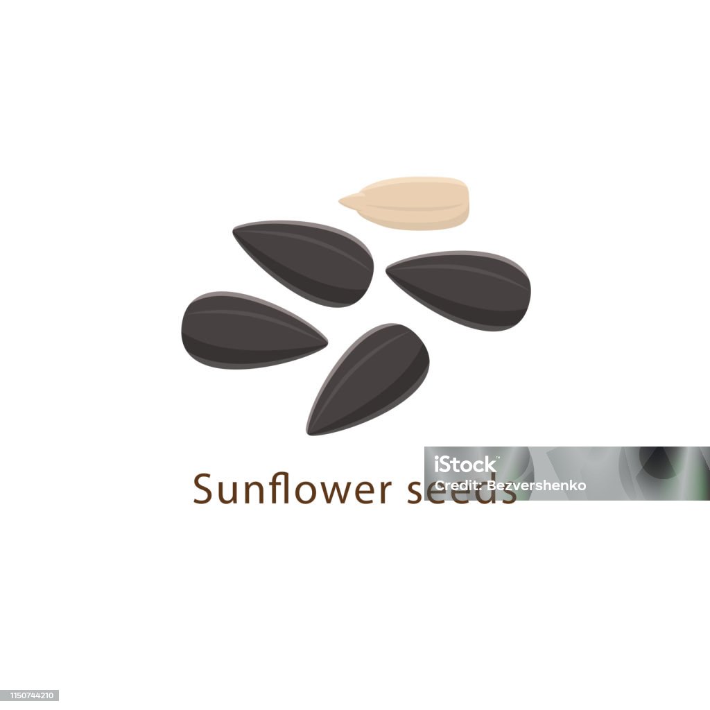 Sunflower seeds isolated on white background vector illustration in flat design. Sunflower seeds isolated on white background vector illustration in flat design Sunflower Seed stock vector