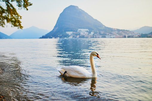 Swan on the lake Lugano in Lugano, canton of Ticino, Switzerland